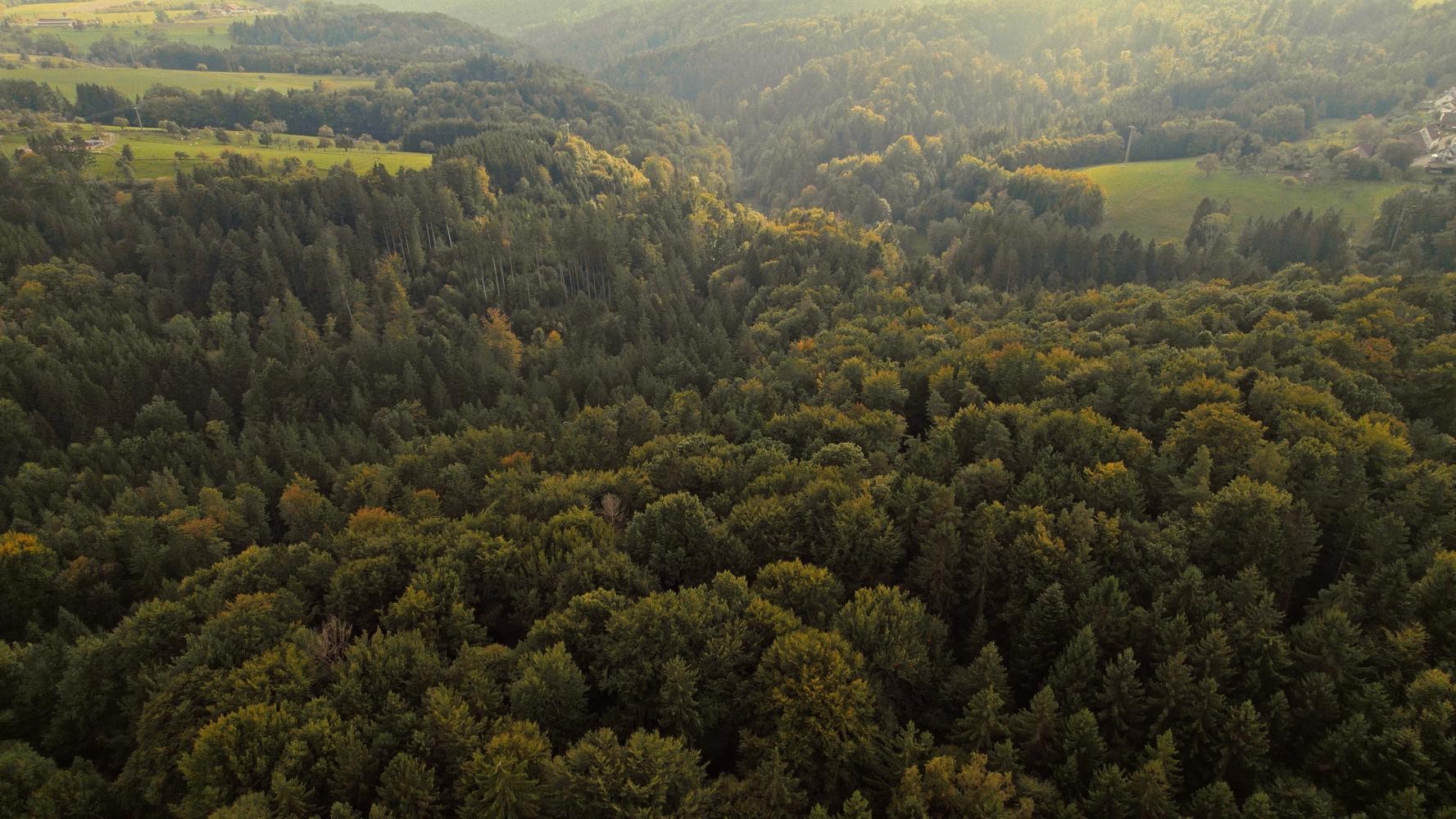 Mischwald im Remstal